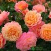 Whartons 'Peach Melba' Peach Climbing Rose 3Ltr Pot 1 Whartons 'Peach Melba' Peach Climbing Rose 3Ltr Pot -Longacres Shop 5011622220238