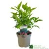 Aucuba Japonica 'Rozannie' 3Ltr Pot -Longacres Shop 5019756125054 188b3fe9 b8bd 4ed6 9f84 9656eb883ad6