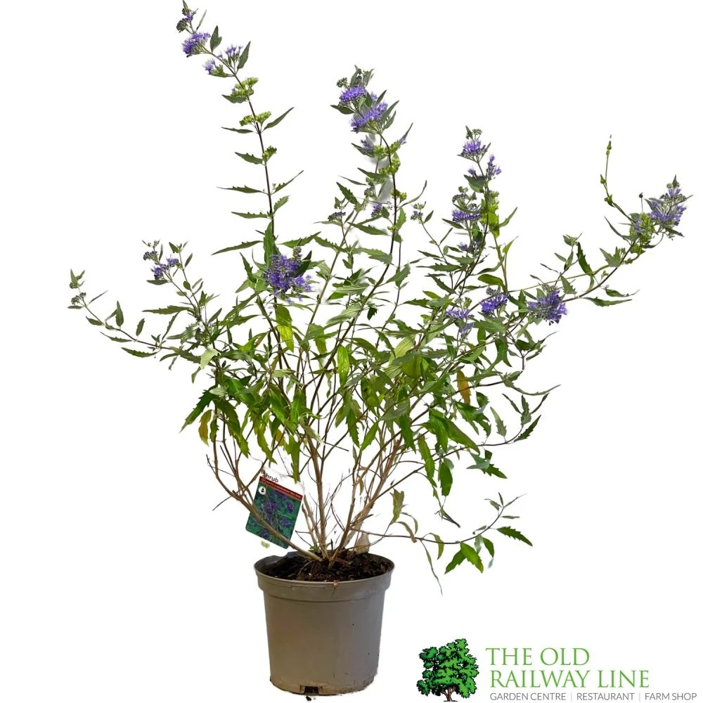 Caryopteris X Clandonensis 'Kew Blue' 3Ltr Pot 3 Caryopteris X Clandonensis 'Kew Blue' 3Ltr Pot