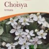 Choisya Ternata Mexican Orange Blossom Plant 3Ltr Pot 2 Choisya Ternata Mexican Orange Blossom Plant 3Ltr Pot -Longacres Shop 5019756149944