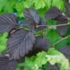 Corylus Maxima 'Purpurea' Filbert Tree 7.5Ltr Pot -Longacres Shop 5019756158601