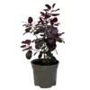 Cotinus 'Royal Purple' Smoke Tree 3 Ltr Pot -Longacres Shop 5019756160697