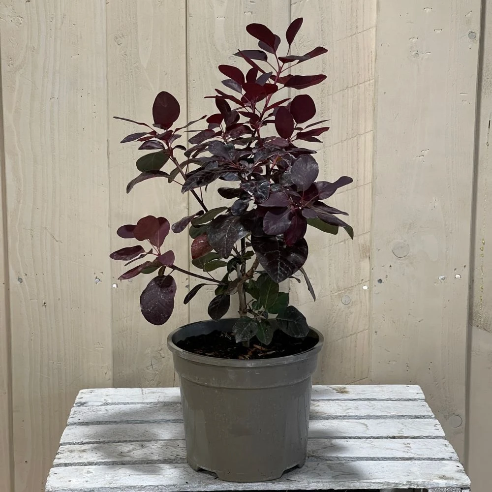 Cotinus 'Royal Purple' Smoke Tree 3 Ltr Pot 4 Cotinus 'Royal Purple' Smoke Tree 3 Ltr Pot - Image 2