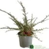 Cotoneaster Horizontalis Plant 3Ltr Pot -Longacres Shop 5019756161533