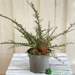 Cotoneaster Horizontalis Plant 3Ltr Pot 6 Cotoneaster Horizontalis Plant 3Ltr Pot -Longacres Shop 5019756161533 2