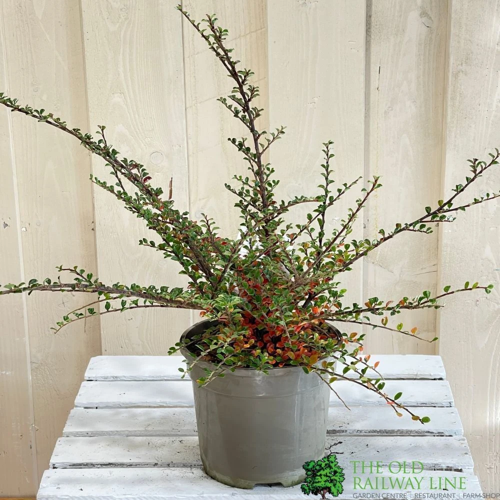 Cotoneaster Horizontalis Plant 3Ltr Pot 4 Cotoneaster Horizontalis Plant 3Ltr Pot - Image 2