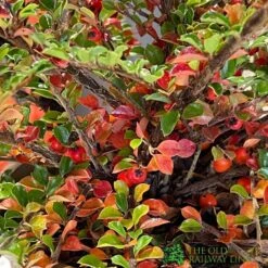 Cotoneaster Horizontalis Plant 3Ltr Pot 7 Cotoneaster Horizontalis Plant 3Ltr Pot -Longacres Shop 5019756161533 3