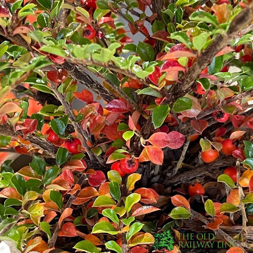 Cotoneaster Horizontalis Plant 3Ltr Pot 5 Cotoneaster Horizontalis Plant 3Ltr Pot - Image 3
