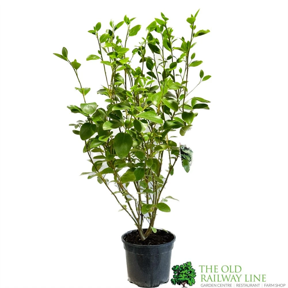 Griselinia Littoralis 3Ltr Pot 3 Griselinia Littoralis 3Ltr Pot