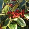 Ilex 'Golden King' Holly Plant 3Ltr Pot -Longacres Shop 5019756201833