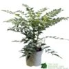 Mahonia 'Charity' Plant 3Ltr Pot 1 Mahonia 'Charity' Plant 3Ltr Pot -Longacres Shop 5019756219425