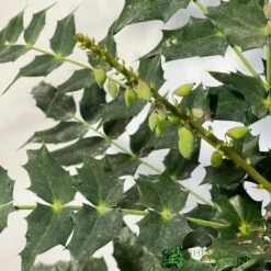 Longacres Shop 5 Longacres Shop -Longacres Shop 5019756219425 2