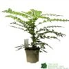 Mahonia 'Winter Sun' Plant 3Ltr Pot 1 Mahonia 'Winter Sun' Plant 3Ltr Pot -Longacres Shop 5019756219593