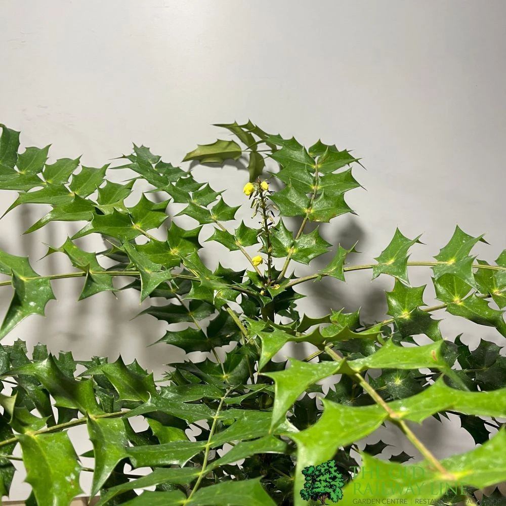 Mahonia 'Winter Sun' Plant 3Ltr Pot 4 Mahonia 'Winter Sun' Plant 3Ltr Pot - Image 2