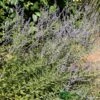Perovskia 'Blue Spire' Plant 3Ltr Pot -Longacres Shop 5019756228588 de1c2ade c9f8 4f6f a151 d15c8aa44673
