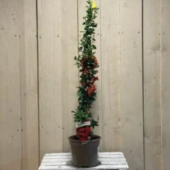 Pyracantha 'Orange Glow' Firethorn 3Ltr Pot 6 Pyracantha 'Orange Glow' Firethorn 3Ltr Pot -Longacres Shop 5019756255201 2