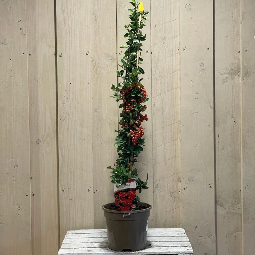Pyracantha 'Orange Glow' Firethorn 3Ltr Pot 4 Pyracantha 'Orange Glow' Firethorn 3Ltr Pot - Image 2