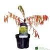 Rhus Typhina 'Tiger Eyes' 3Ltr Pot (NL) -Longacres Shop 5019756405453
