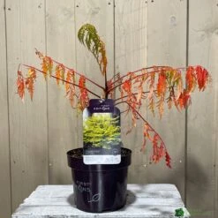 Rhus Typhina 'Tiger Eyes' 3Ltr Pot (NL) -Longacres Shop 5019756405453 2