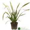 Phormium 'Yellow Wave' Flax 3Ltr Pot -Longacres Shop 5019756541298