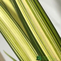 Phormium 'Yellow Wave' Flax 3Ltr Pot 5 Phormium 'Yellow Wave' Flax 3Ltr Pot -Longacres Shop 5019756541298 2