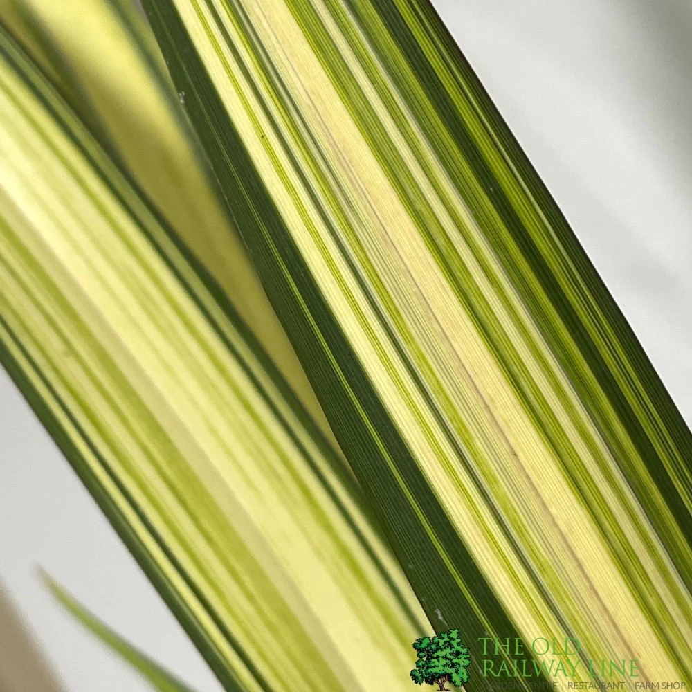 Phormium 'Yellow Wave' Flax 3Ltr Pot 4 Phormium 'Yellow Wave' Flax 3Ltr Pot - Image 2