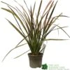Phormium 'Jester' Flax 3Ltr Pot -Longacres Shop 5019756670905