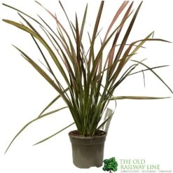 Phormium 'Jester' Flax 3Ltr Pot