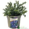 Ceanothus 'Blue Mound' Californian Lilac 3Ltr Pot -Longacres Shop 5019756678222 a8b772e1 2401 4a7b 840f 47ad9ae8e739