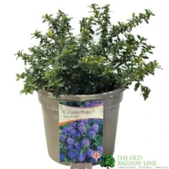 Ceanothus 'Blue Mound' Californian Lilac 3Ltr Pot