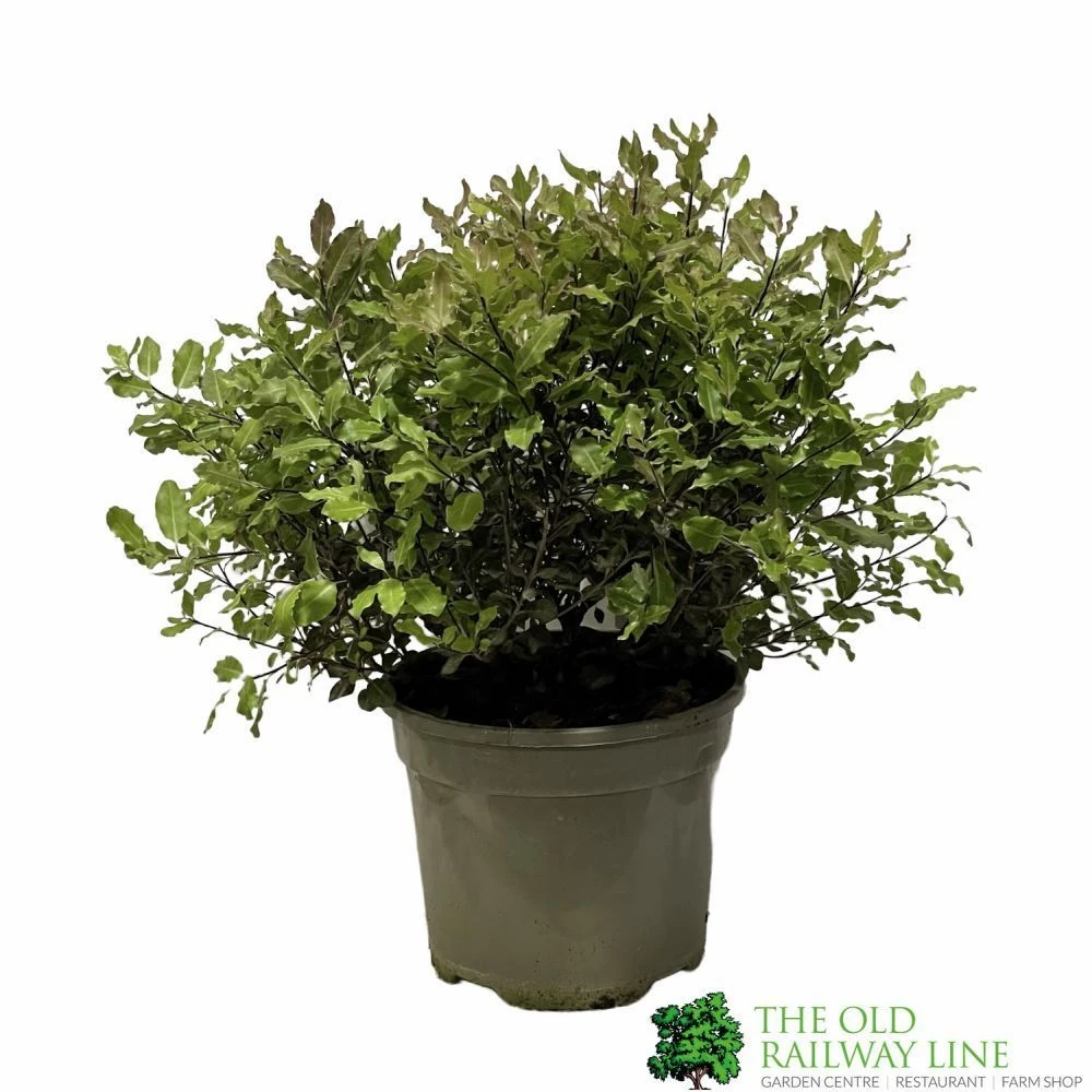 Pittosporum 'Tom Thumb' 3Ltr Pot 3 Pittosporum 'Tom Thumb' 3Ltr Pot
