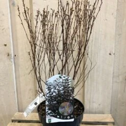 Physocarpus Opulifolius 'Little Joker' Ninebark Plant 3Ltr Pot 5 Physocarpus Opulifolius 'Little Joker' Ninebark Plant 3Ltr Pot -Longacres Shop 5019756959734