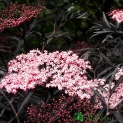 Sambucus Nigra 'Black Lace' Plant 3Ltr -Longacres Shop 5019756992175 2