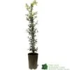 Ceanothus 'Lemon And Lime' Plant 3Ltr Pot -Longacres Shop 5019801003108