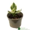 Hosta 'Patriot' Plant 2Ltr Pot -Longacres Shop 5019801008288