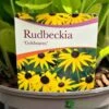 Rudbeckia 'Goldstrum' 2Ltr Pot 1 Rudbeckia 'Goldstrum' 2Ltr Pot -Longacres Shop 5019801008639