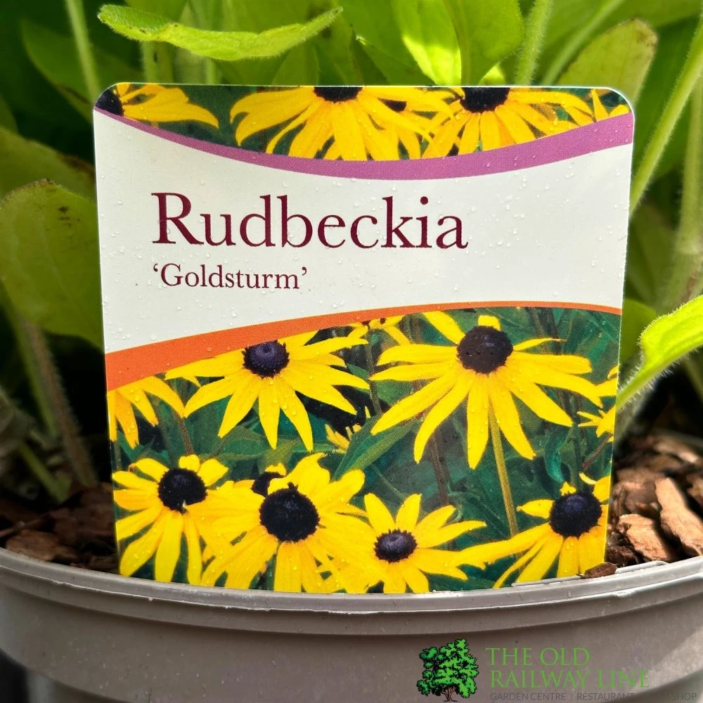 Rudbeckia 'Goldstrum' 2Ltr Pot 3 Rudbeckia 'Goldstrum' 2Ltr Pot