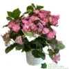 Hydrangea 'Cotton Candy' 5Ltr Pot -Longacres Shop 5019801008738