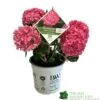 Hydrangea 'Sweet Cupcake' 5Ltr Pot 1 Hydrangea 'Sweet Cupcake' 5Ltr Pot -Longacres Shop 5019801013367