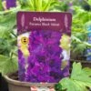 Delphinium Paramo 'Black Velvet' 2Ltr Pot 2 Delphinium Paramo 'Black Velvet' 2Ltr Pot -Longacres Shop 5019801015453 08bfe61a 57d2 4899 b7f2 e12234142355