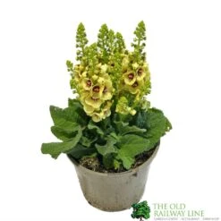 Verbascum 'Dark Eyes' 2Ltr Pot