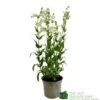 Penstemon 'Harlequin Lilac' Plant 2 Ltr Pot -Longacres Shop 5019801016412