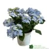 Hydrangea 'Blue Sprinkles' 5Ltr Pot -Longacres Shop 5019801017266
