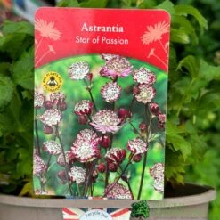 Astrantia 'Star Of Passion' 2Ltr Pot