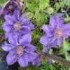 Clematis 'Bijou' Trailing/Climbing Plant 2 Ltr Pot -Longacres Shop 5019801028361