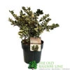 Ilex 'Casanova' 3Ltr Pot (NL) 1 Ilex 'Casanova' 3Ltr Pot (NL) -Longacres Shop 5019945014183
