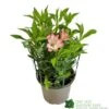 Alstroemeria 'Summer Break' 3Ltr Pot 1 Alstroemeria 'Summer Break' 3Ltr Pot -Longacres Shop 5019945065284