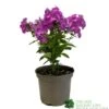 Phlox 'Famous Purple' 3Ltr Pot -Longacres Shop 5019945219878