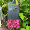 Hydrangea Paniculata 'Pinky Promise' 5Ltr Pot -Longacres Shop 5019945243798