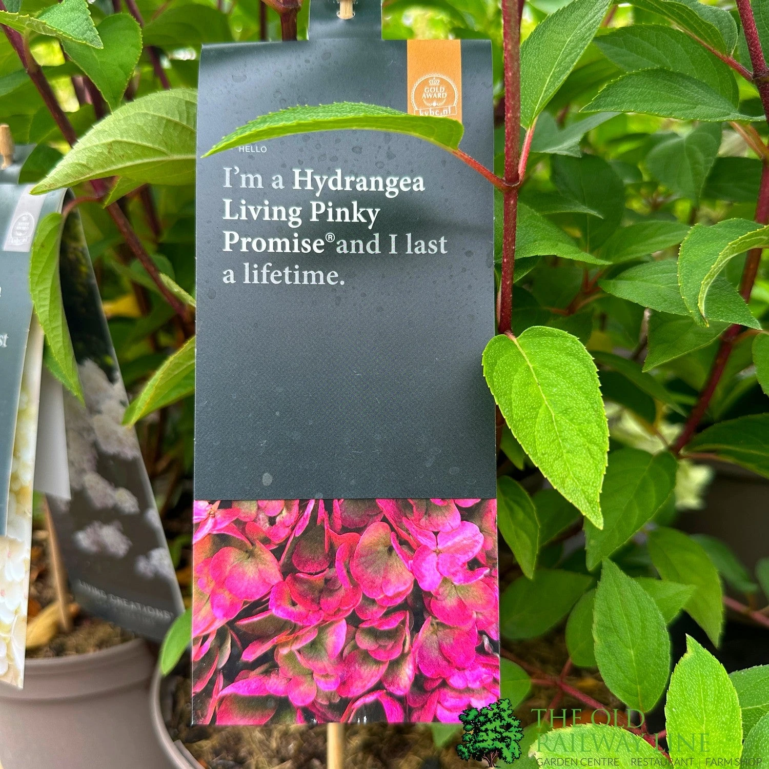 Hydrangea Paniculata 'Pinky Promise' 5Ltr Pot 3 Hydrangea Paniculata 'Pinky Promise' 5Ltr Pot